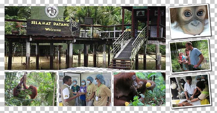 Bukit Merah Orang Utan Island Foundation Orangutan Bukit Merah Laketown Resort Penang PNG, Clipart, Animals, Borneo, Borneo Orangutan Survival, Bukit Merah, Collage Free PNG Download