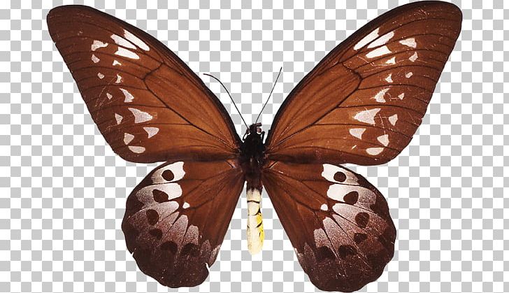 Brush-footed Butterflies Butterfly Moth Gossamer-winged Butterflies Common Emigrant PNG, Clipart, Animal, Arthropod, Birdwing, Brush Footed Butterfly, Butterflies And Moths Free PNG Download