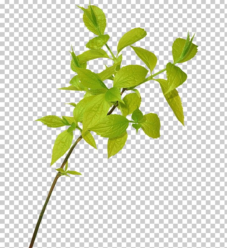 Leaf Branch PNG, Clipart, Autumn, Branch, Doga, Download, Herb Free PNG Download