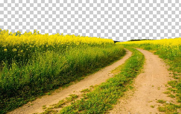 Fukei High-definition Television Photography PNG, Clipart, Agriculture, Canola, Crop, Fields, Grass Free PNG Download