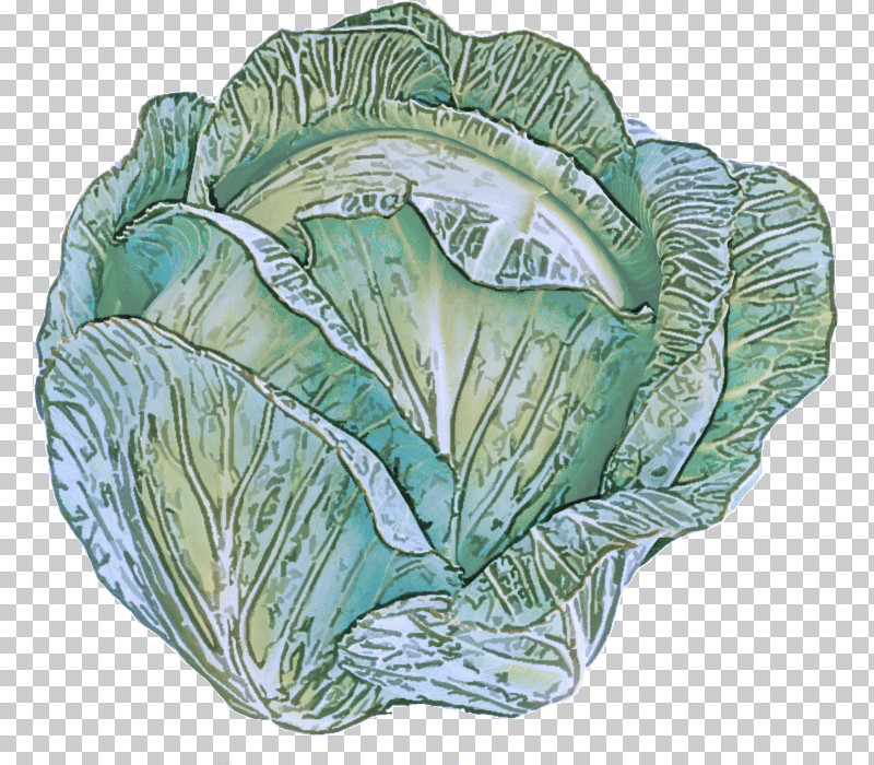 Leaf Vegetable Leaf Spring Greens Vegetable Tableware PNG, Clipart, Biology, Leaf, Leaf Vegetable, Plant, Plant Structure Free PNG Download