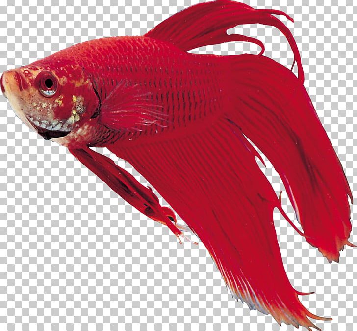 Goldfish Ornamental Fish PNG, Clipart, Animals, Computer Icons, Digital Image, Download, Encapsulated Postscript Free PNG Download