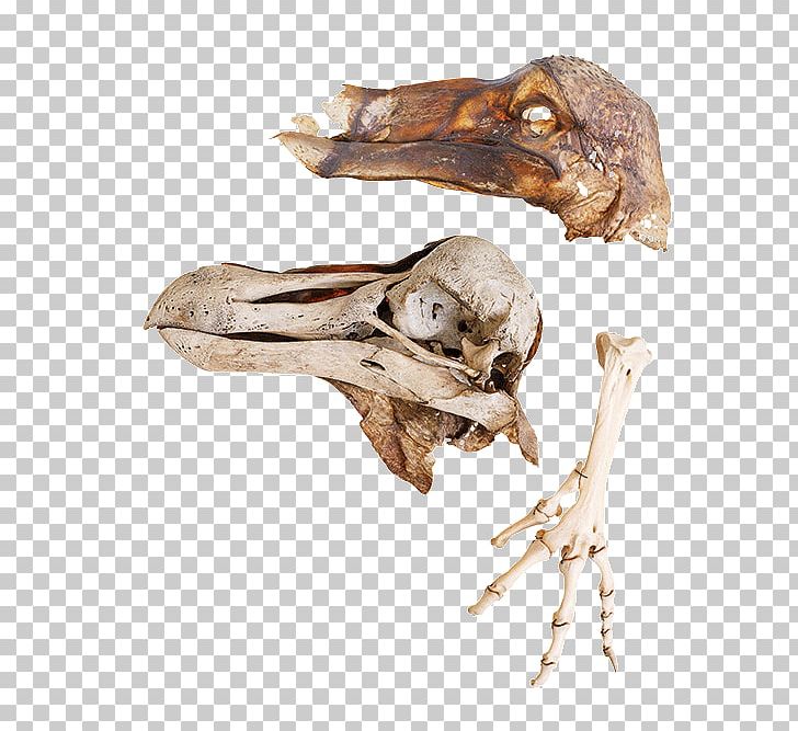 Skull Skeleton /m/083vt Wood Organism PNG, Clipart, Bone, Fantasy, Jaw, M083vt, Organism Free PNG Download