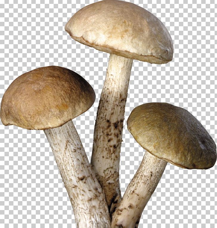 Amanita Muscaria Common Mushroom Fungus PNG, Clipart, Amanita, Amanita Muscaria, Common Mushroom, Desktop Wallpaper, Download Free PNG Download