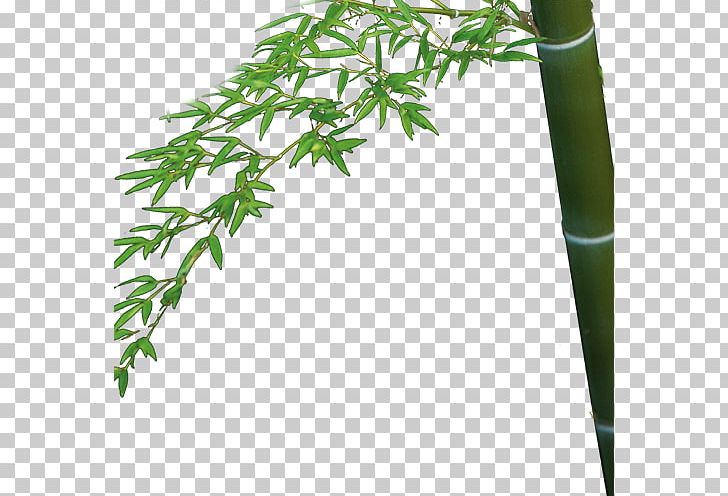 Bamboo Bamboe Bambusa Oldhamii PNG, Clipart, Bamboe, Bamboo, Bamboo Border, Bamboo Frame, Bamboo House Free PNG Download