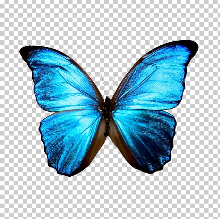 Butterfly Morpho Rhetenor Blue PNG, Clipart, Blue, Blue Butterfly, Brush Footed Butterfly, Butterfly, Clip Free PNG Download