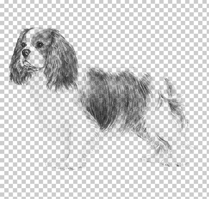 Cavalier King Charles Spaniel Glen Puppy French Bulldog PNG, Clipart, Animals, Black And White, Bree, Breed, Breed Standard Free PNG Download