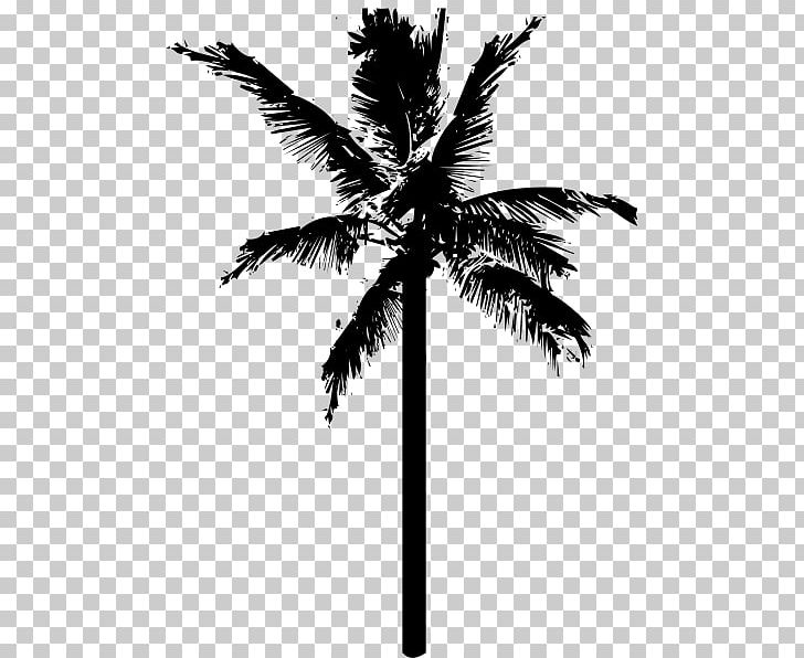 Coconut Arecaceae PNG, Clipart, Arecaceae, Arecales, Black And White, Borassus Flabellifer, Branch Free PNG Download