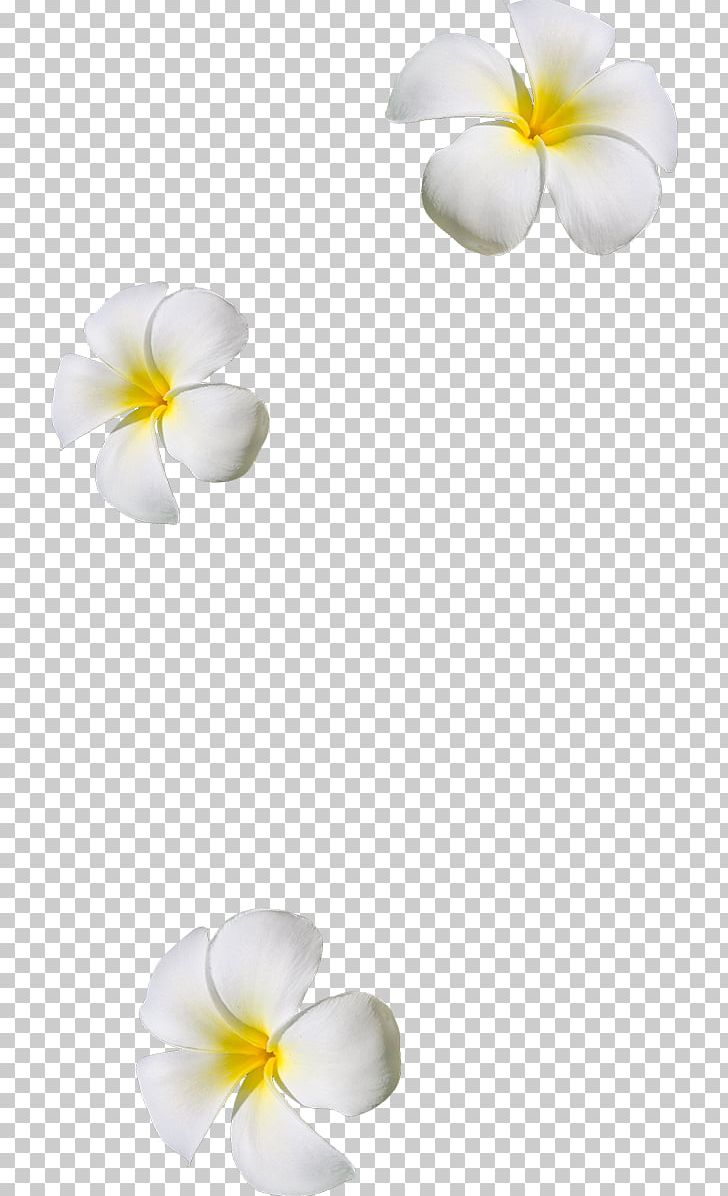 Flower Petal PNG, Clipart, 1 2 3, Blog, Centrepiece, Clip Art, Craft Free PNG Download