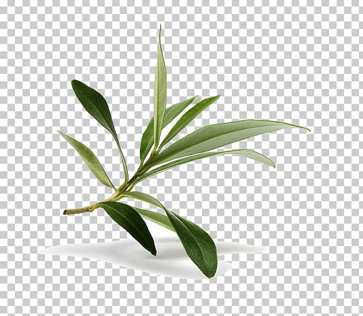 Olive Leaf Olive Branch Stock Photography PNG, Clipart, Branch, Embrace, Extract, Flowerpot, Food Free PNG Download