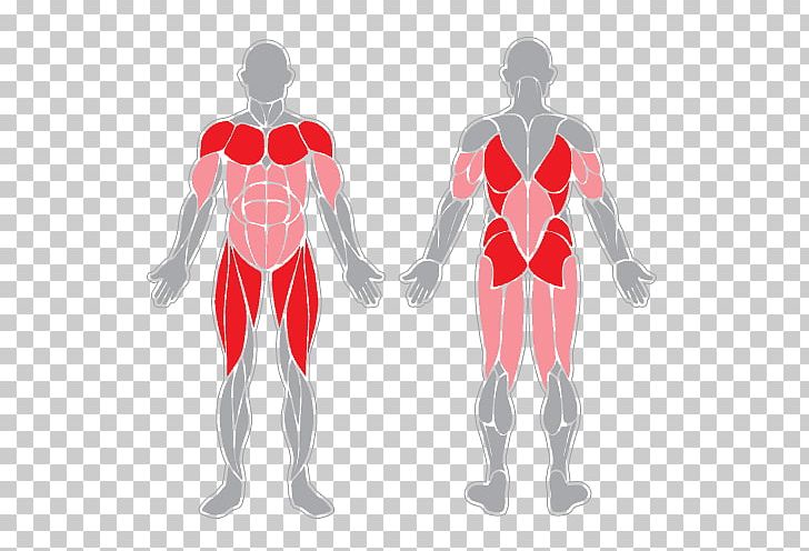 Sartorius Muscle Muscular System Human Body Skeletal Muscle PNG, Clipart, Anatomy, Arm, Biceps, Costume Design, Fictional Character Free PNG Download