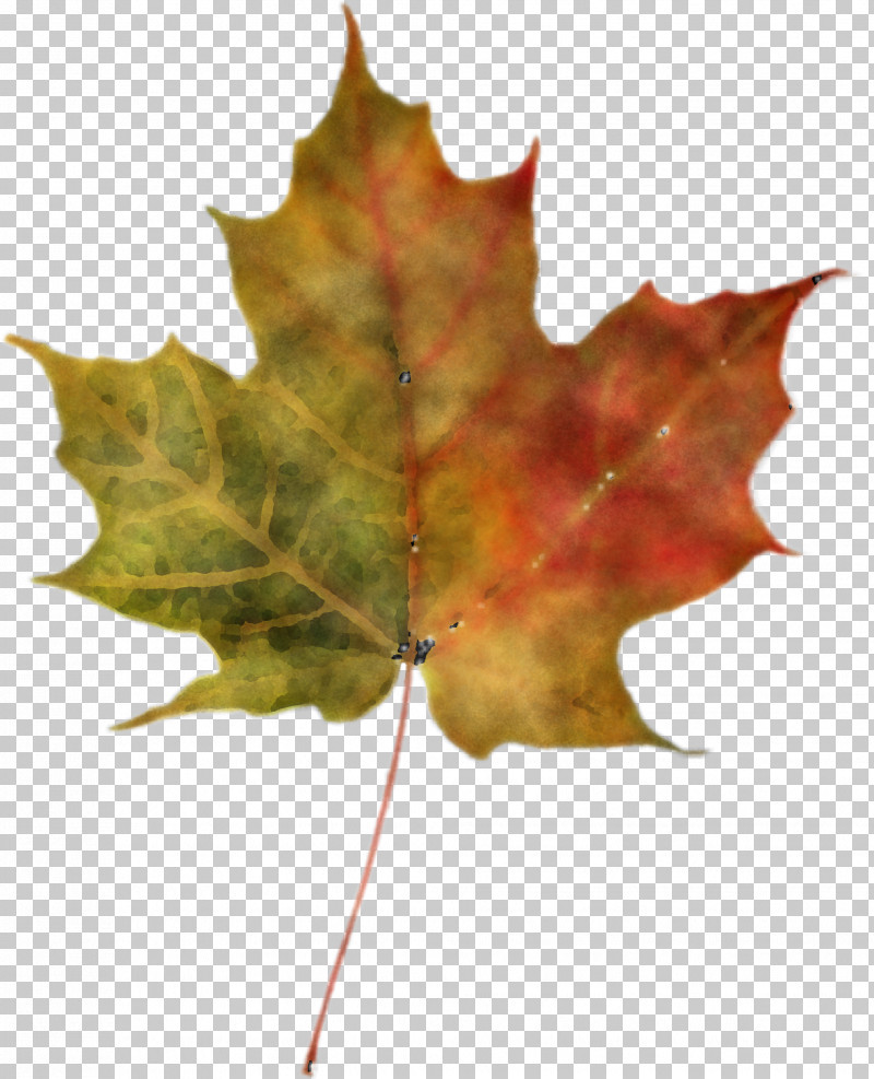 Maple Leaf PNG, Clipart, Black Maple, Black Oak, Leaf, Maple, Maple Leaf Free PNG Download