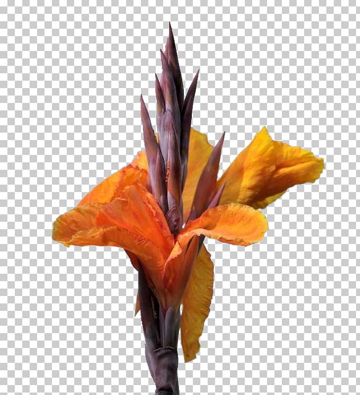 Canna Indica Flower PNG, Clipart, Beautiful, Beautiful Flowers, Big, Big Flower, Canna Free PNG Download