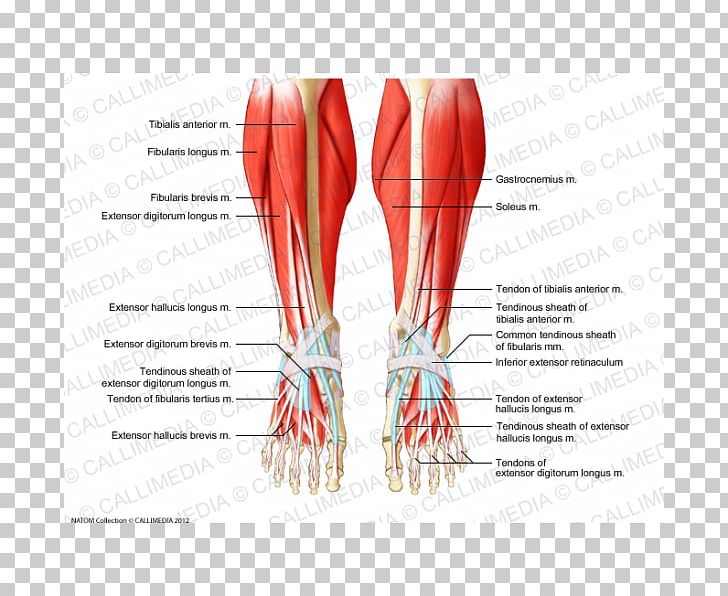 Crus Muscle Muscular System Foot Human Body PNG, Clipart, Abdomen, Anatomy, Anterior Compartment Of Thigh, Arm, Blood Vessel Free PNG Download