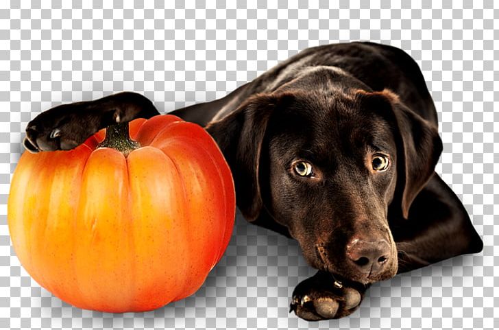 Dog Breed Puppy Labrador Retriever Pet PNG, Clipart, Animals, Companion Dog, Dog, Dog Breed, Dog Like Mammal Free PNG Download