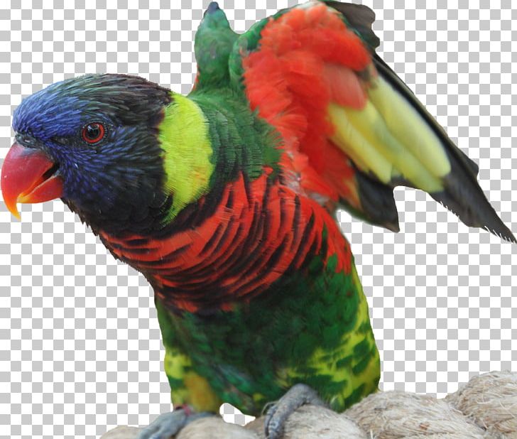 Bird Parrot Macaw Feather Animal PNG, Clipart, Animal, Animals, Beak, Bird, Download Free PNG Download