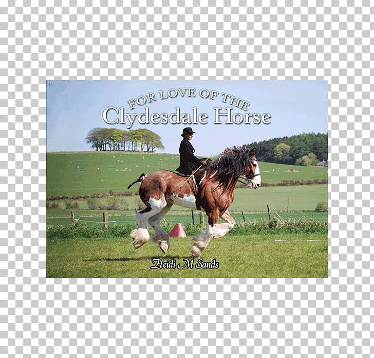 For Love Of The Clydesdale Horse Stallion Hunt Seat Foal PNG, Clipart, Bridle, Budweiser Clydesdales, Clydesdale Horse, Draft Horse, Ecosystem Free PNG Download