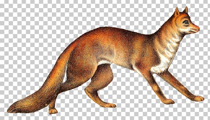 Red Fox German Shepherd Animal PNG, Clipart, Animal, Animal Figure, Animals, Art, Canidae Free PNG Download