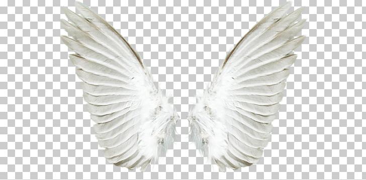 Wings PNG, Clipart, Wings Free PNG Download