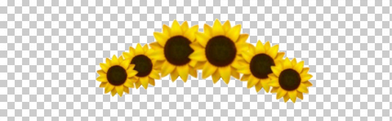 Sunflower PNG, Clipart, Flower, Gear, Plant, Pollen, Sunflower Free PNG Download
