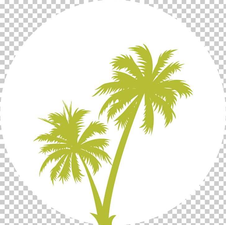 Arecaceae PNG, Clipart, African Oil Palm, Arecaceae, Arecales, Borassus Flabellifer, Branch Free PNG Download