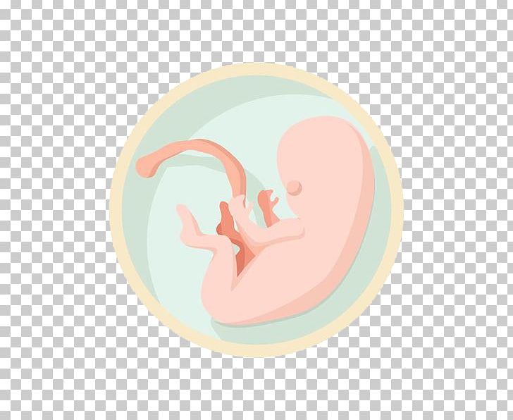 Fetus Infant Birth PNG, Clipart, Arrows Circle, Baby, Be Born, Born, Child Free PNG Download