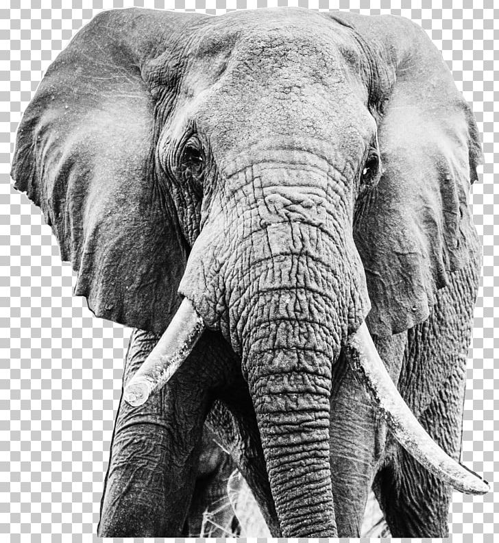 Indian Elephant African Elephant Tusk Tsavo PNG, Clipart, African Elephant, Animal, Animals, Askari, Black And White Free PNG Download
