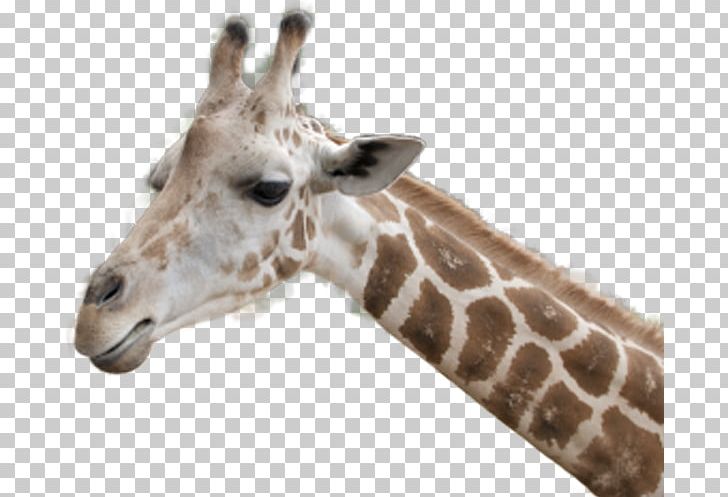 Northern Giraffe T-shirt PNG, Clipart, Animal, Animals, Art, Brown, Deer Head Free PNG Download