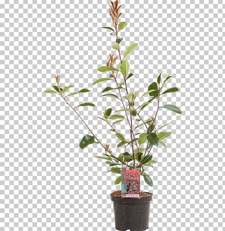 Red Tip Photinia Branch Fotolia Shrub PNG, Clipart, Branch, Encapsulated Postscript, Evergreen, Flowering Plant, Flowerpot Free PNG Download