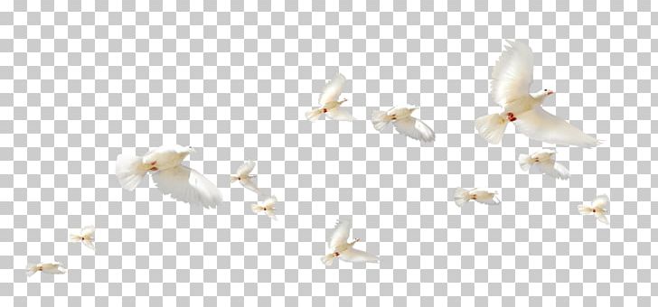 Rock Dove Flight Columbidae Wing PNG, Clipart, Angle, Animals, Background White, Birds, Black White Free PNG Download