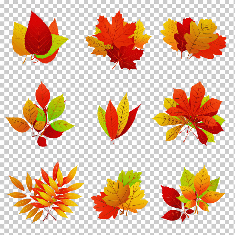 Leaf Plant Flower Petal PNG, Clipart, Flower, Leaf, Petal, Plant Free PNG Download