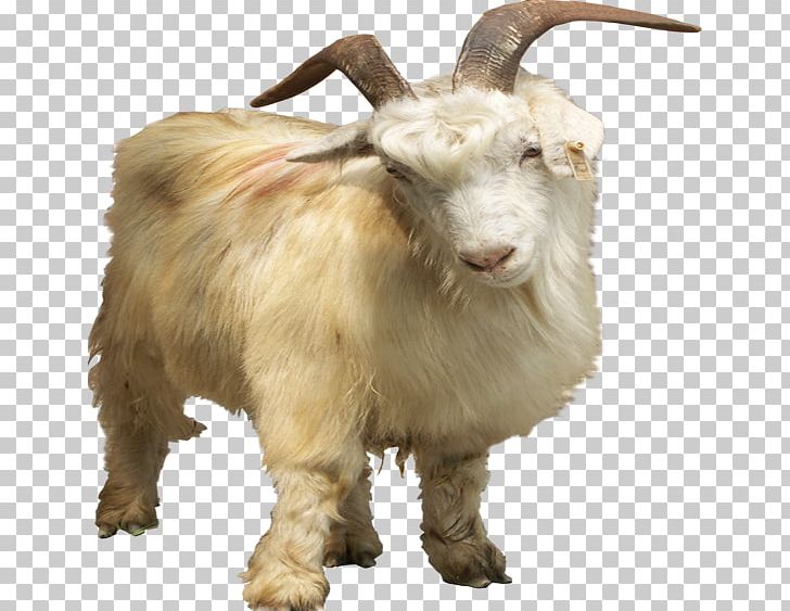 Nigerian Dwarf Goat Pygmy Goat Feral Goat PNG, Clipart, Animal, Cartoon, Cartoon Goat, Cow Goat Family, Download Free PNG Download