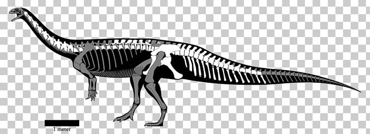 Yunnanosaurus Dinosaur Puertasaurus Dreadnoughtus Sinosaurus PNG, Clipart, Aalenian, Animal Figure, Argentinosaurus, Bajocian, Black And White Free PNG Download