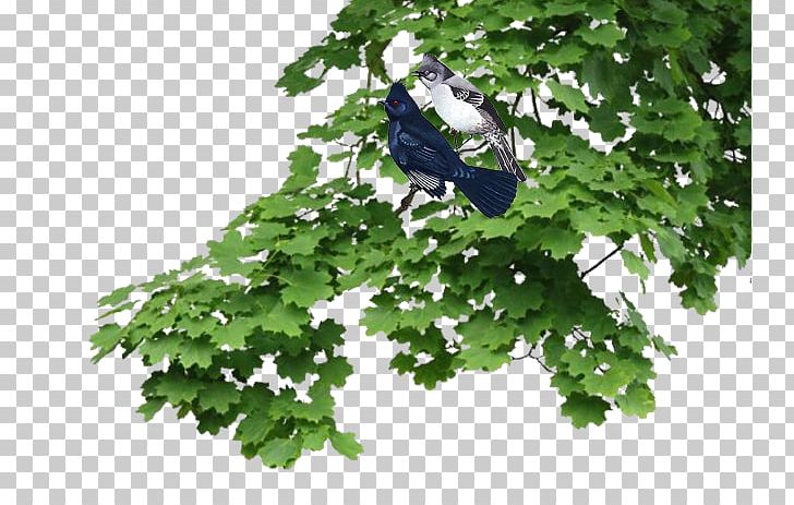 Branch Tree Leaf Shrub Plant PNG, Clipart, Architect, Architectural Engineering, Architecture, Branch, Building Free PNG Download