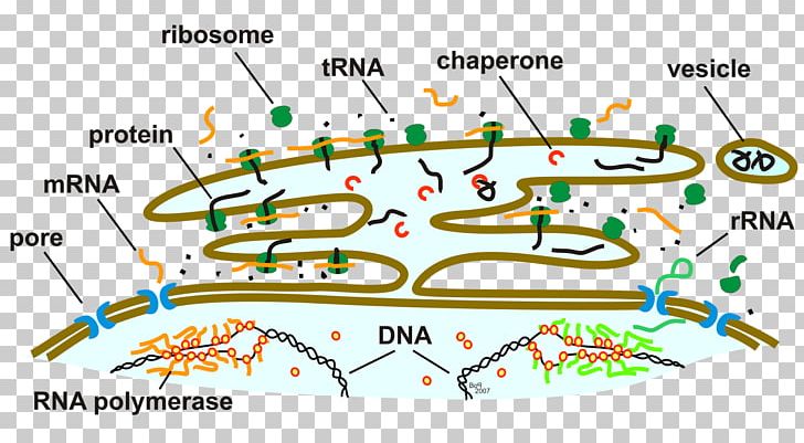 Endoplasmic Reticulum Ribosome Golgi Apparatus Nuclear Envelope Cytoplasm PNG, Clipart, Angle, Area, Biology, Cell, Cell Nucleus Free PNG Download