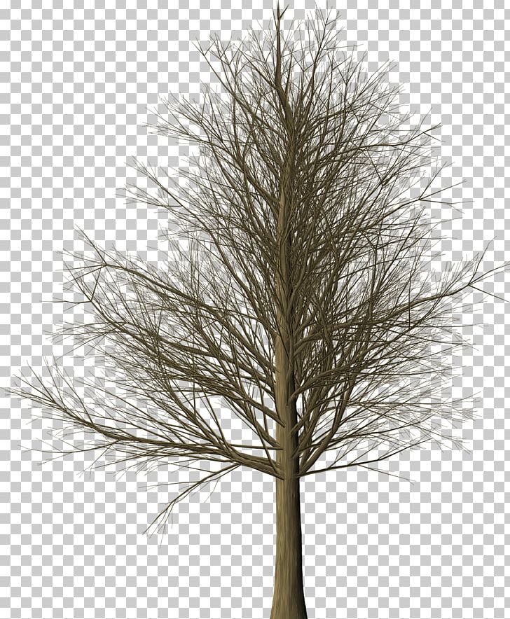 Larch Branch Tree Twig PNG, Clipart, Agac, Branch, Casuarina, Conifer, Evergreen Free PNG Download