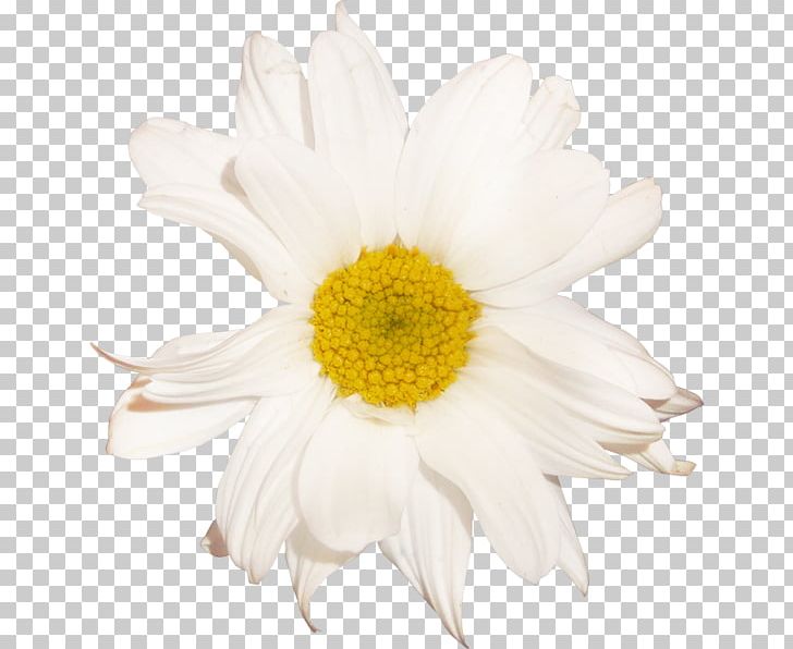 Flower German Chamomile Oxeye Daisy Daisy Family PNG, Clipart, Camomile, Chamaemelum Nobile, Chamomile, Chrysanths, Cut Flowers Free PNG Download