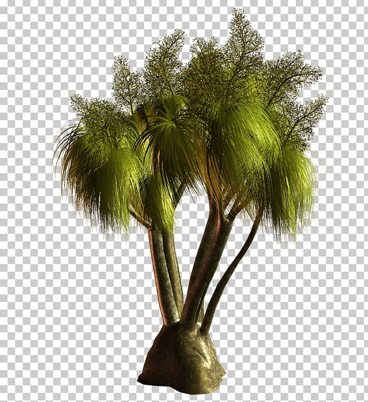 Asian Palmyra Palm Coconut Arecaceae PNG, Clipart, Arecaceae, Arecales, Asian Palmyra Palm, Borassus Flabellifer, Cartoon Free PNG Download