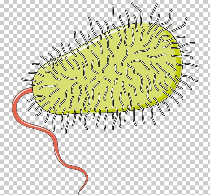 Bacteria Infectious Disease Medicine Therapy Germ Theory Of Disease PNG