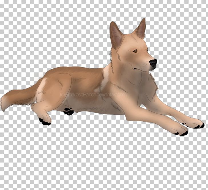 Canaan Dog Carolina Dog Finnish Spitz Saarloos Wolfdog Dog Breed PNG, Clipart, Breed, Canaan Dog, Carnivoran, Carolina Dog, Dingo Free PNG Download