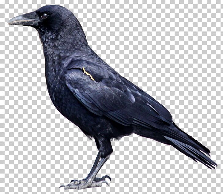 Crow PNG, Clipart, Crow Free PNG Download
