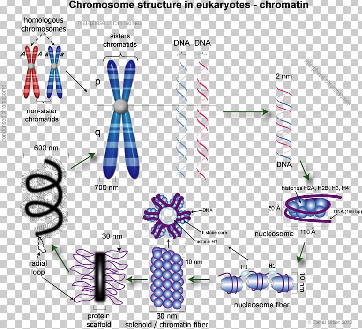 Eukaryotic Chromosome Structure Chromatin Chromatid DNA Condensation PNG, Clipart, Area, Brand, Cell, Chromosome, Diagram Free PNG Download