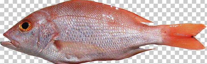 Northern Red Snapper Fish Lutjanus Purpureus Seafood PNG, Clipart, Animal Figure, Animals, Animal Source Foods, Fauna, Fisch Free PNG Download