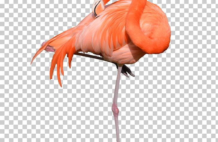 Bird Greater Flamingo Stock Photography PNG, Clipart, American Flamingo, Beak, Bird, Download, Drawing Free PNG Download