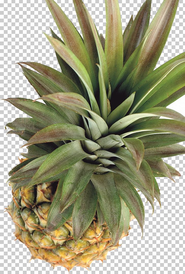 Pineapple Tropical Fruit Papaya PNG, Clipart, Agave, Aloe, Ananas, Apple, Bromeliaceae Free PNG Download