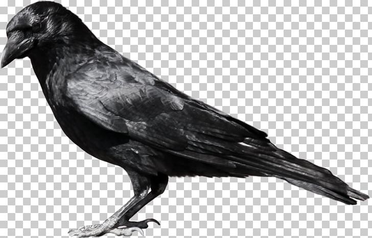 Portable Network Graphics American Crow PNG, Clipart, American Crow, Beak, Bird, Black And White, Cape Crow Free PNG Download