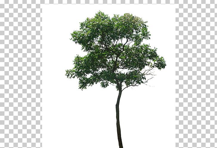 Branch Tree PNG, Clipart, Branch, Canopy, Deciduous, Desktop Wallpaper, Dillenia Philippinensis Free PNG Download