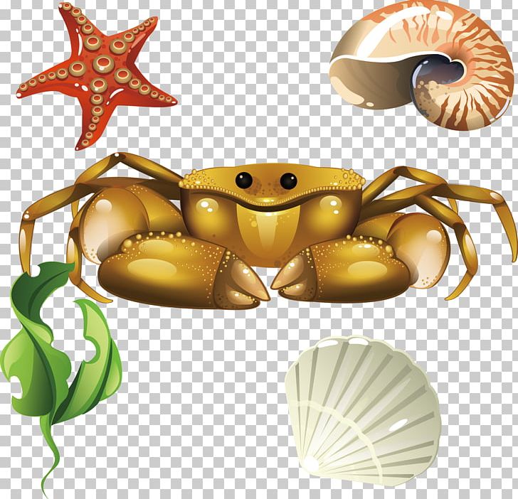Crab Euclidean Seashell PNG, Clipart, Animals, Aquatic Product, Cangrejo, Cdr, Coral Free PNG Download