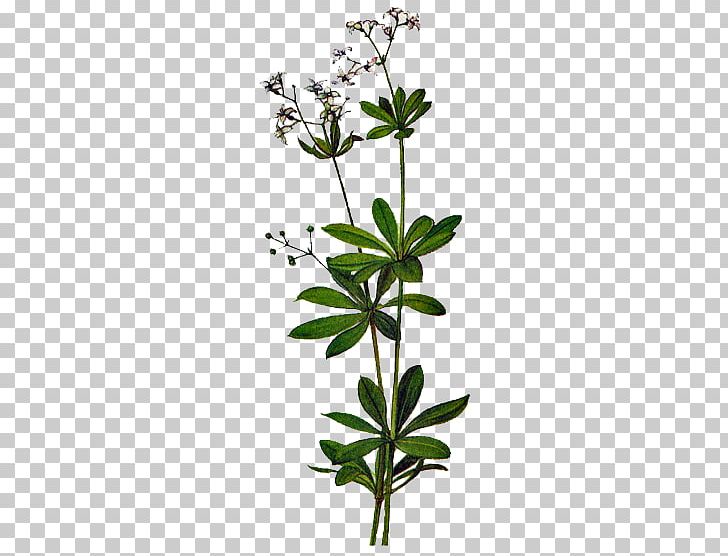 Flowering Plant Plant Stem Subshrub Tree PNG, Clipart, Flower, Flowering Plant, Herb, Nature, Plant Free PNG Download