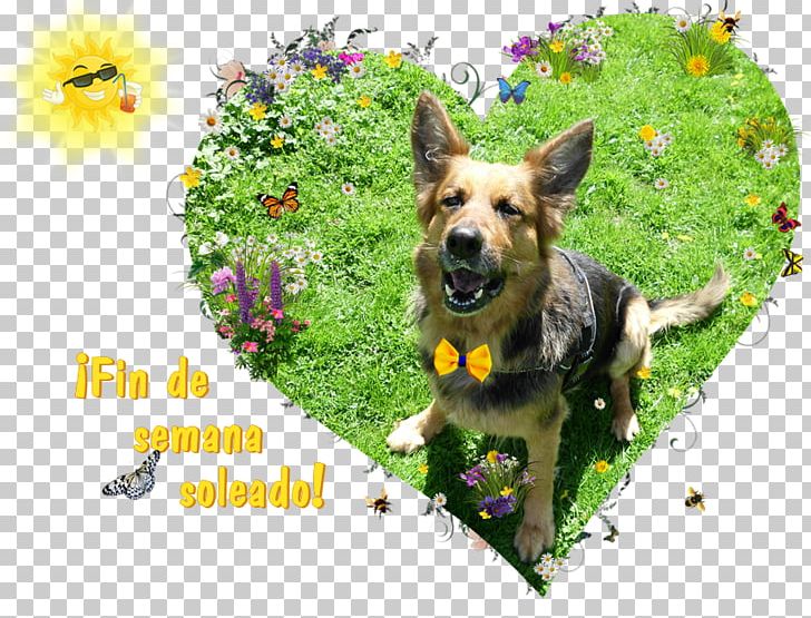 German Shepherd Dog Breed Razas Nativas Vulnerables PNG, Clipart, Breed, Dog, Dog Breed, Dog Like Mammal, German Shepherd Free PNG Download